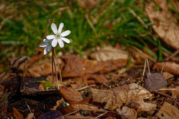 A white wildflower is one of the first to bloom this Spring in the Woods at Nathaniel Cole Park in Harpursville in Upstate NY.  White flower on ground.