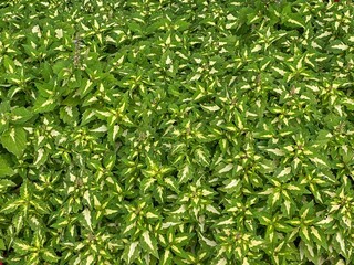 Green leaves background in the park.