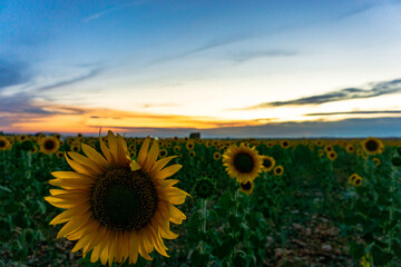 Obraz premium atardecer en un bonito campo de girasoles