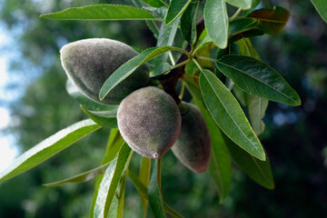 Almond Tree