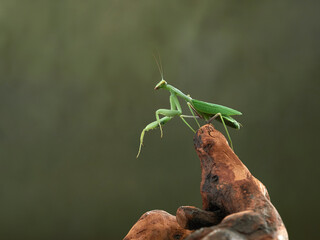 Praying mantis on a green background. The insect hunts, eat, macro
