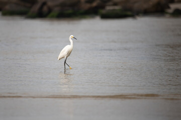 great white heron