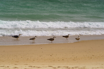 Coastrunner birds