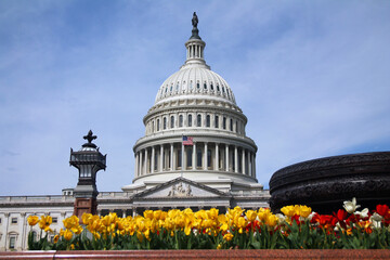 Red and yellow tulips on a summer day with the United States Capitol on Capitol Hill in Washington