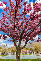 Naklejka premium Dijon printemps.