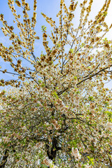 Dijon printemps.