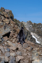 Antarctica gentoo penguins on the snow ground and cold water