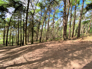 A view of the Cheshire Countryside at Peckforton