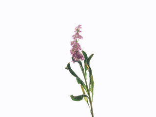 Fototapeta na wymiar faded lilac isolated on white background