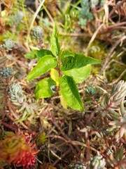 jeune pousse d'arbre, reforestation