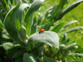 coccinelle sur une plante, biodiversité