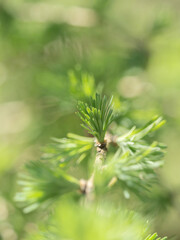 A larch blossom closeup at spring in jena
