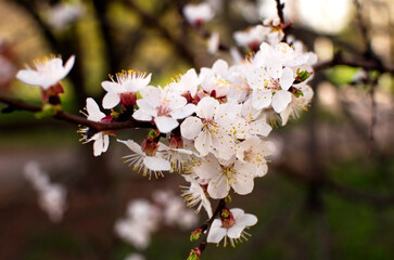 a branch of a blooming apricot