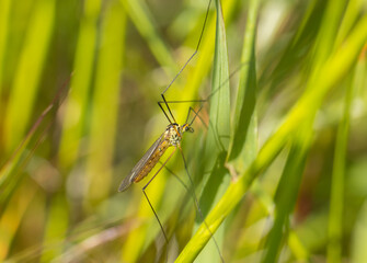 insectos naturaleza 