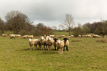 Naklejka na ściany i meble Rebaño de ovejas pastando en el campo.