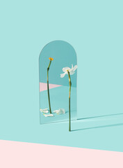 Narcissus flower reflecting fallen petals in the mirror. Change, transformation minimal conceptual...