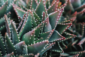 aloe vera plant