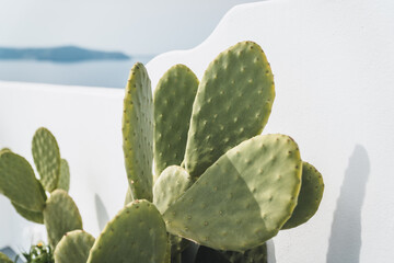 cactus in the garden with sea in background
