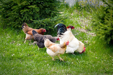 Chickens and rooster feeding on rural barnyard on green grass. Hens on backyard in free range poultry eco farm. poultry farming concept.chicken coop in sunny summer day