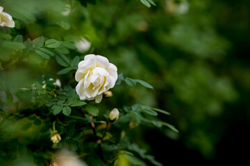 light rose white flower of a wild rose dogrose against a background of green leaves. Free space for text. Greeting card.Selective focus on rosehip bud.wild rose bush