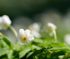 A flower closeup blooming in jena at spring