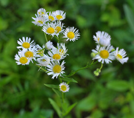 In the meadow, blooms in the wild Erigeron annuus