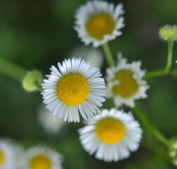 Obraz premium In the meadow, blooms in the wild Erigeron annuus