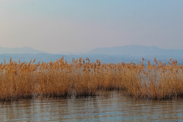 reeds on the lake