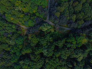 A forest in Belgium with a path