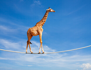 Concept image of the giraffe walking on rope over blue sky