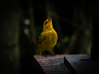 yellow crowned bird