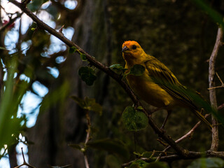robin on branch