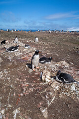 Obraz premium Antarctica gentoo penguins on the snow ground and cold water