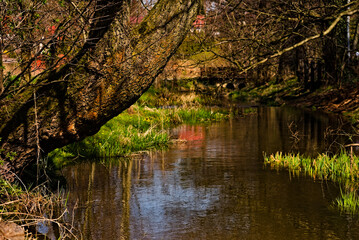Stare pochylone , sędziwe drzewo na brzegu strumienia wczesną wiosną na tle mostu i domów ....