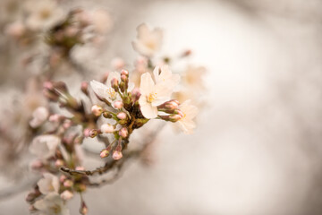 Blossom in Spring