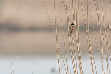 ptak potrzos siedzi na trzcinie nad jeziorem