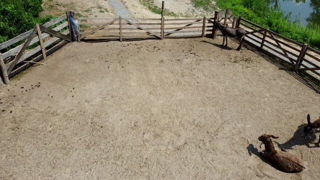 Donkey farm. Aerial drone view flight over many donkeys in corral on donkey farm on sunny day. Domestic rural animals in village. Herd of livestock and domestic animal grazing in paddock in summer