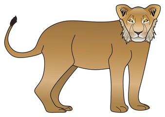 adolescent lion vector drawing isolated white background cartoon mammal animal pose character standing walking head face adult male logo icon object illustration savanna wildlife jungle king concept