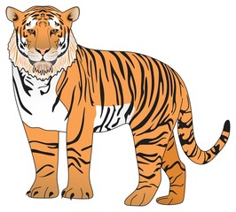 Obraz premium adult tiger vector drawing on isolated white background cartoon mammal animal pose character standing walking head face logo icon sign symbol object outline illustration wildlife jungle concept 