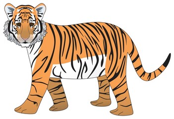 Fototapeta na wymiar adolescent tiger vector drawing isolated white background cartoon mammal animal pose character standing walking head face logo icon sign symbol object outline illustration wildlife jungle concept 