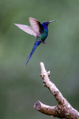 The swallow-tailed hummingbird flying. Its tail resembles scissors. The specie Eupetomena macroura also know as Beija-flor Tesoura. Birdwatching. Animal World. Bird lover.