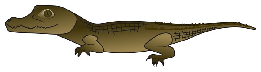 crocodile vector drawing on isolated white background cartoon reptile animal pose character alligator caiman scale teeth head face skin leather logo icon object outline illustration wildlife concept 