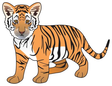 tiger cub vector drawing on isolated white background cartoon mammal animal pose character standing walking head face logo icon sign symbol object outline illustration wildlife jungle concept 