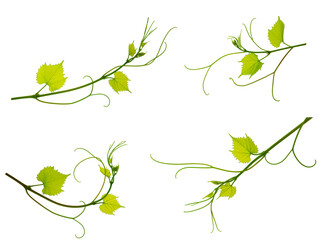 Set: vine with leaves isolated on white background. Banner of organic .green grapes. Summer . Wine Day.