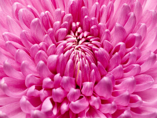 Macro texture shot of pink chrysanthemum flower