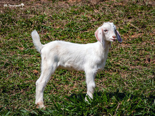 Obraz premium white goat on grass