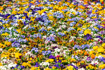 Garden pansies in a flower bed of the urban park Planten un Blomen in the heart of the city of Hamburg. The park is a very popular green space with a wide variety of gardens and plants