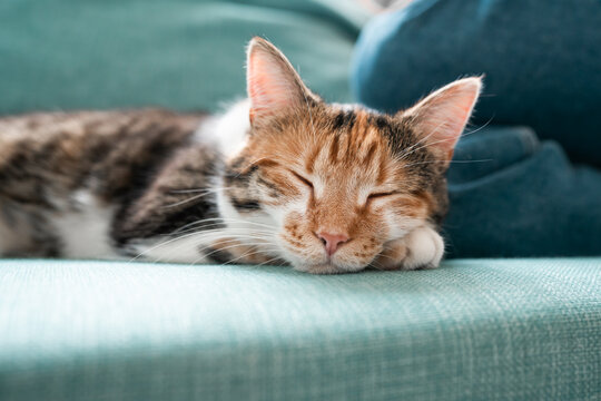 Adorable tabby cat lying on green sofa and sleeping.