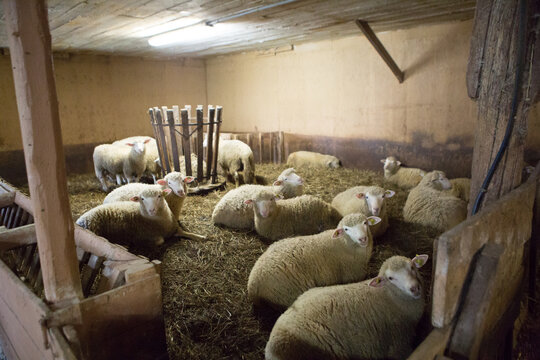Sheep Inside a Barn