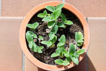 Planta en maceta cenital con fondo baldosa rústica